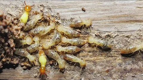 Why do termites damage homes by eating wood?