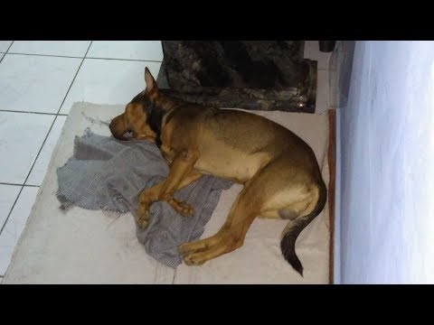 Vídeo: Devo sacrificar meu cão com paralisia laríngea?