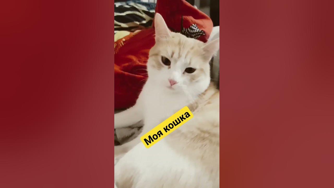 мою кошку зовут рыжик - YouTube