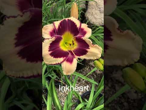 Video: Büyüyen Güzel Daylilies. İniş