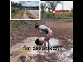 será se os peixes tiveram um final feliz ??