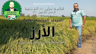 امتى احصد الرز علشان اوصل لاعلى انتاجية من الفدان /حصاد الارز rice harvestواهم المعاملات التى تتم !!