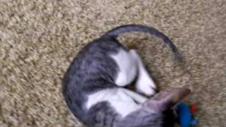 Bunny kick that Ball! by Teri Thorsteinson 106 views 14 years ago 25 seconds