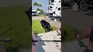 Dogjust Die In Peace Bro Dont Fight It  funny dog funnydog