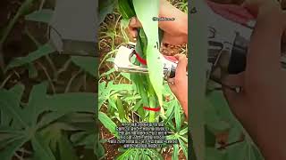 옥수수 줄기 잎 결속 작업 방법 #worker #process #corn #farming #agriculture