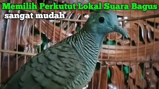 Choosing the right local turtledove sound ✅