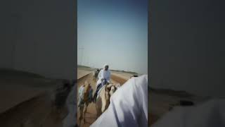 Sheikh Hamdan|Camel racing|Dubai by UAE Royal Family 388 views 3 years ago 3 minutes, 27 seconds