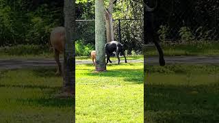 Gigantor Beast or Burden #reels #shortsvideo #dog #live #facebook #dogs #music #shorts #dogpark