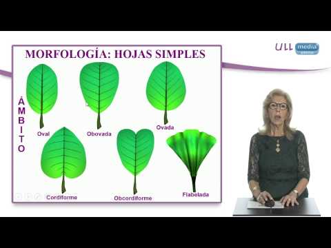 Video: ¿Cuál es la diferencia entre una hoja simple y un cuestionario de hoja compuesta?