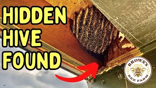 Thousands of Bees Discovered Under This Lakehouse in Seguin TX!