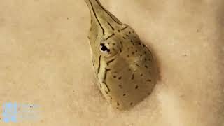 Soft Shelled Turtle2