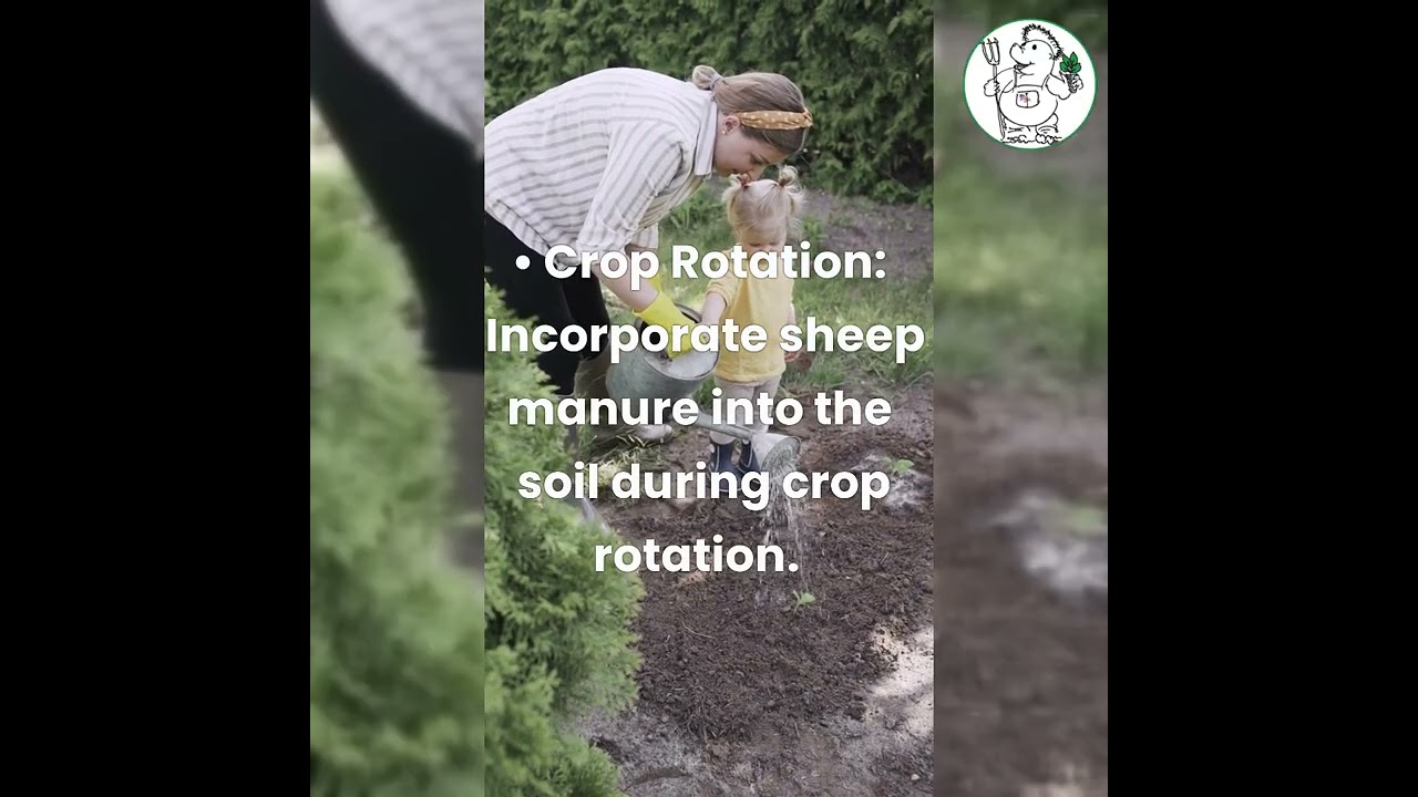 Sheep Manure Magic Tips For Organic