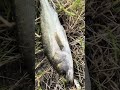 最後の釣りLast Fishing