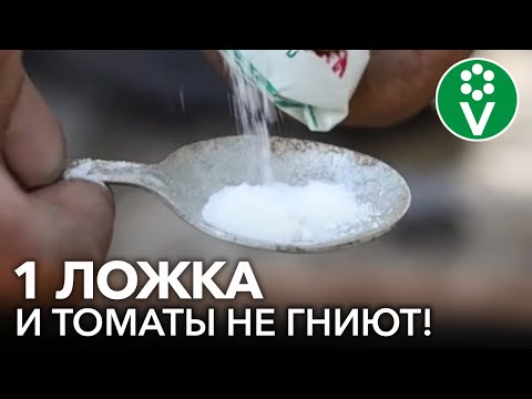 ПОСЛЕ ЭТОГО ВЕРШИННОЙ ГНИЛИ НА ТОМАТАХ НЕ БУДЕТ! Чем подкормить томаты, чтобы они не гнили?