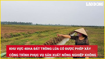 Khu vực 40ha đất trồng lúa có được phép xây công trình phục vụ sản xuất NN không| Báo Lao Động
