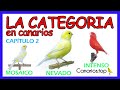 LA CATEGORIA EN CANARIOS | Introducción a la Canaricultura de Color