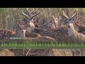 Spotted Deer Sound &amp; Calls - The alarm sounds of wild Chital (Spotted Deer)