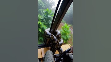 Giant Python Attacks Excavator... Wait until the End! 😱  #giantpython #scarynature #caughtoncamera