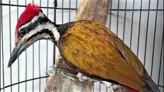 masteran burung pelatuk bawang   gemericik air mengalir