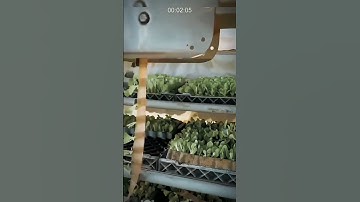 Advanced Technology in the Field: Super Efficient Vegetable Seedling Planting Process!