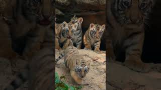Tiger Cubs Are Born3038 worldtiger Completely Blind tigerbigcat cat wildlife fypviral