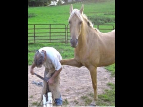 How to train horses for the farrier - Using the herd wisdom is the best way!