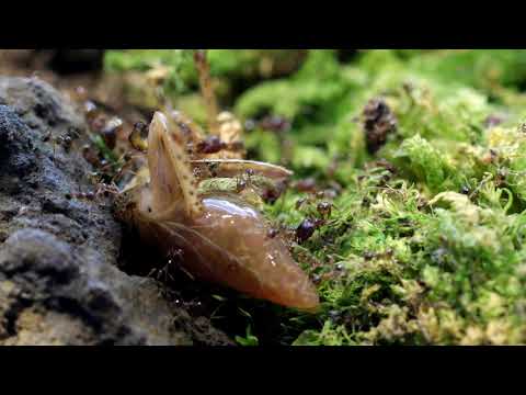 DOUBLE HIDDEN VIDEO: PHEIDOLE ANTS HAVING BREAKFAST - DOUBLE HIDDEN VIDEO: PHEIDOLE ANTS HAVING BREAKFAST