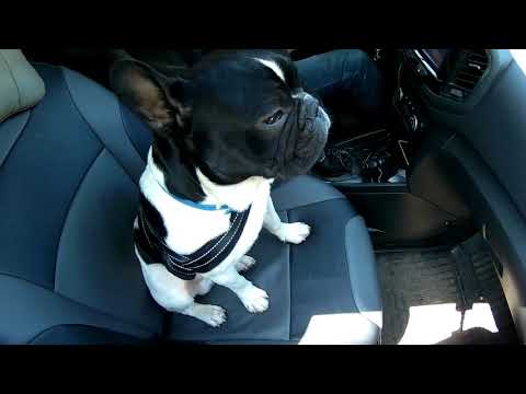 Видео: Безопасность собаки в автомобиле: вам нужно автокресло для собак, ремень безопасности для собак, барьер или переноску?