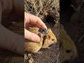 Scientists Put a Camera on a Mouse — This Is What They Found Underground #pov #mouse