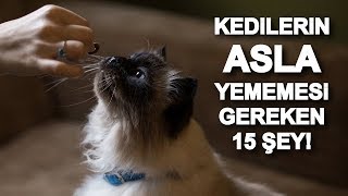 Kediler Ne Yer Ne yemez? Kedi Ne Yememeli?