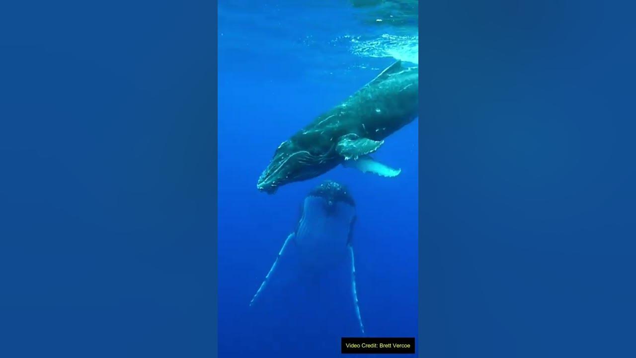 Part 1: Why Do Humpback Whales Sing? - YouTube