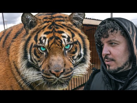 САМЫЙ ГИГАНТСКИЙ ТИГР В МИРЕ! Невероятная история Амурского тигра. Giant tiger in the world!