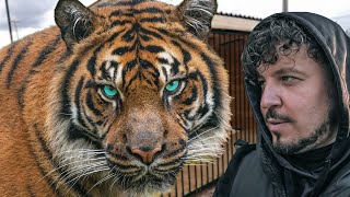 картинка: САМЫЙ ГИГАНТСКИЙ ТИГР В МИРЕ! Невероятная история Амурского тигра. Giant tiger in the world!