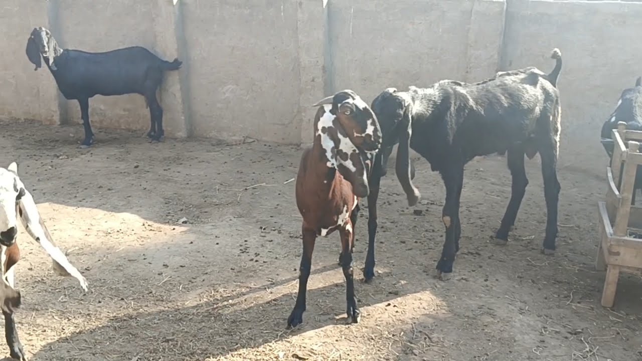 بکری کراس کروانے گئے 