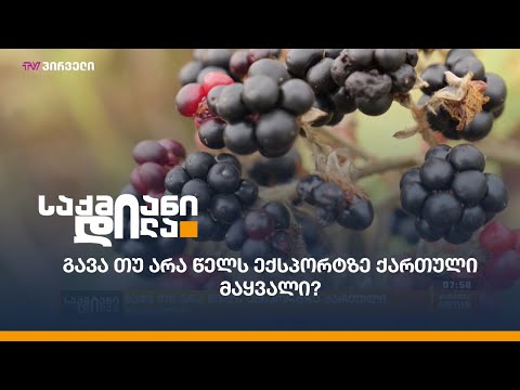 გავა თუ არა წელს ექსპორტზე ქართული მაყვალი?