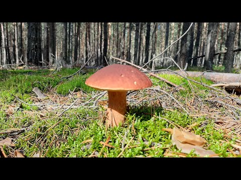 MUSHROOM PICKERS WERE NOT READY FOR THIS! Real shots from the Siberian forest