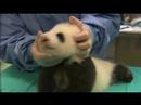 Video: Pet Scoop: Spesies Monyet Baru Ditemui di Afrika, Cub San Diego Panda Membuka Mata-Nya