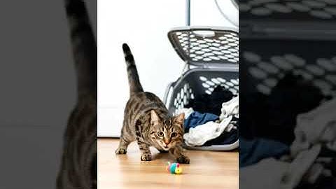 Ninja Cat… FAILS Miserably 🤣