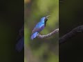 Blue Finch Singing