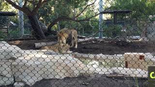 Lions in San Diego Zoo