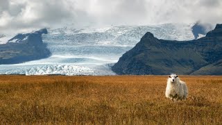 Amazing Scene of Wild Animals In 4K- Scenic Relaxation Film