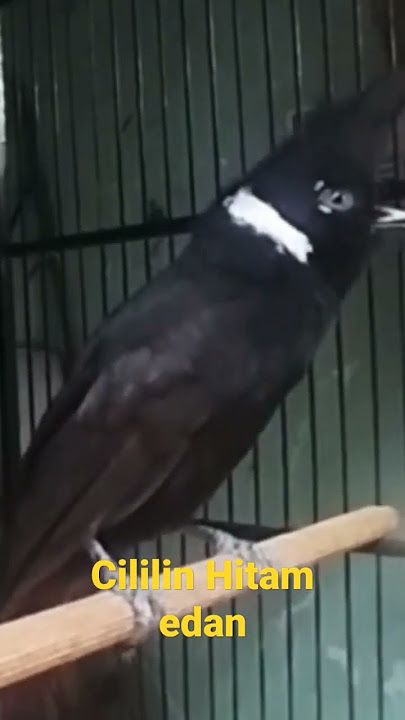 CILILIN HITAM GACOR