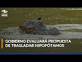 ¿Es posible trasladar 80 hipopótamos de Colombia a India? Propuesta busca frenar eutanasia