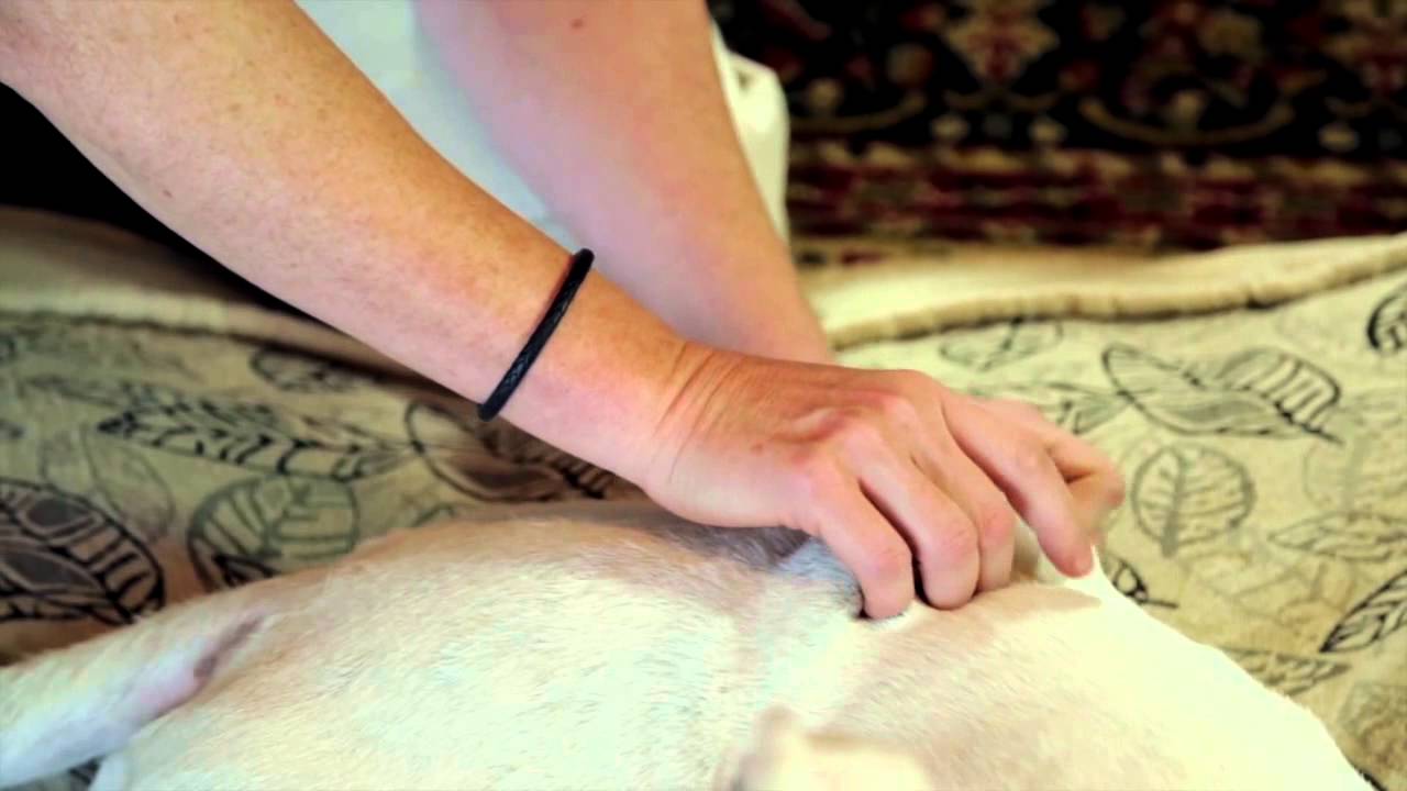 Sun Dog Cat Moon tui na