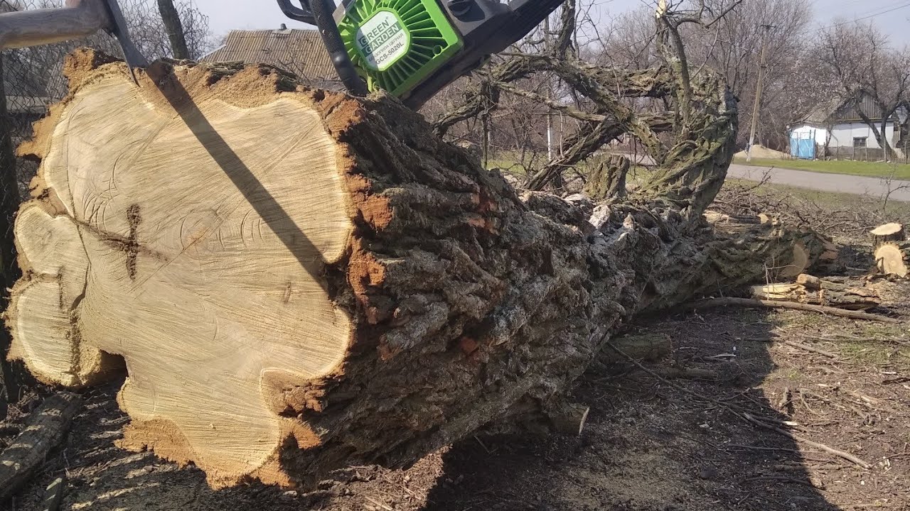 Спилил огромное дерево