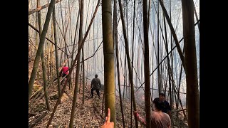 阿里山發生竹林火災已撲滅 消防員仍現場警戒