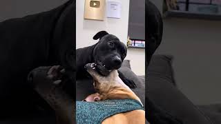 RESULTADO DO TESTE DE DNA DA CLARAMELA 🧬🐕