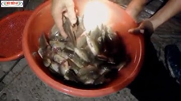 Thăm lưới đêm trúng mẻ cá rô đồng/fishing
