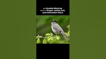 Bird Songs From Around The World 🌎 (South America & Europe)