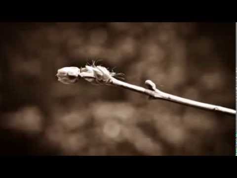 Lilium  - Open